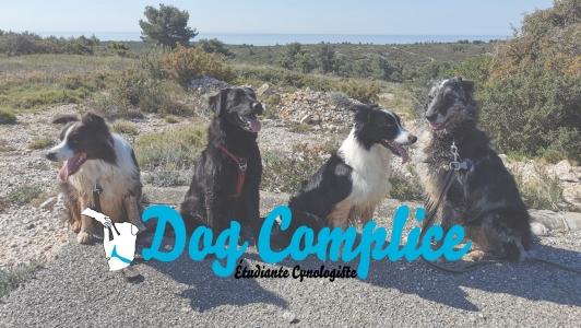 Pet sitter dog sitter dog walker cat sitter animal guard dog cat nac marseille martigues marignane bouches du rhone 13