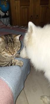 Plateforme Pet-sitter, Site Garde d'animaux chien chat nac