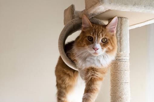 liege petites annonces cat rencontres