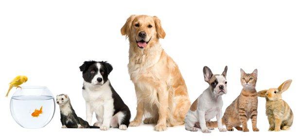 Petsitter & garde d'animaux Draguignan Var 83