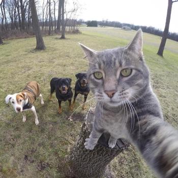 Pet sitter garde d animaux chien chat nac offre emploi france dom tom