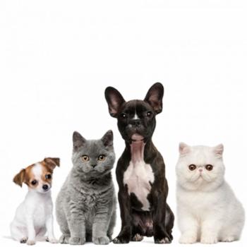 976 Garde d'animaux & Pet Sitter - Mamoudzou