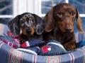 Pet sitter pantin 93 terek