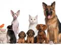 Pet sitter paris 75 florence 