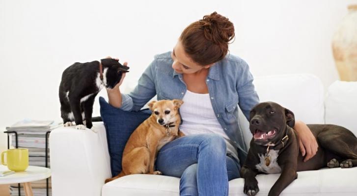 Pet sitter pet sitting tout savoir sur dog sitter cat sitter france dom tom
