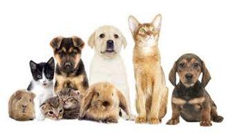 78 Pet Sitter - Saint-Cyr-l'Ecole