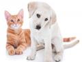 Pet sitter saint francois guadeloupe