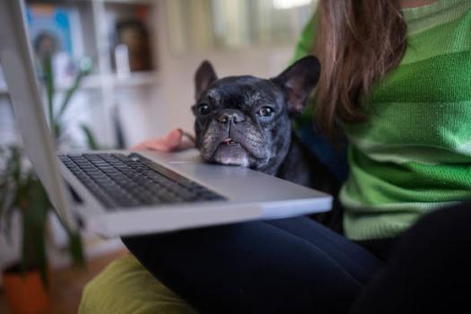 Pet sitters site animal care dog sitter cat sitter france dom tom