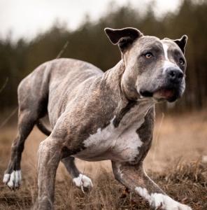 Photographe animalier bordeaux shooting photo chien chat cheval gironde 33 photographie animale