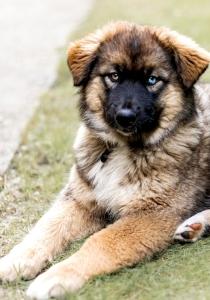 Photographe animalier bordeaux shooting photo chien chat cheval gironde photographie animale 33