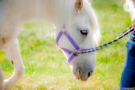 Photographe animalier marseille shooting photo equin canin felin bouches du rhone 13 2