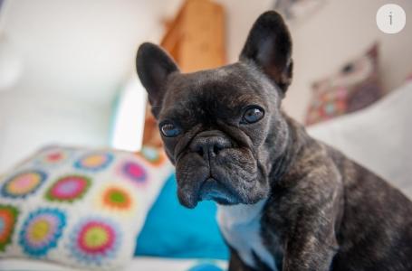 13 Photographe animalier équin canin félin - Marseille