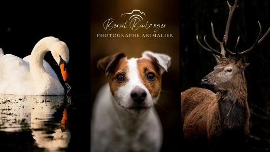 Photographe animalier photographe animaux sauvages animaux de la nature photographe chien chat saint dizier haute marne 52