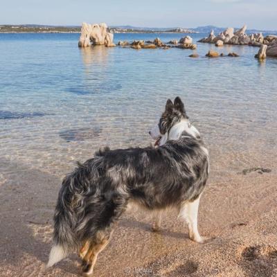 Plage pour chien france