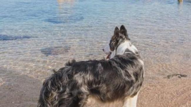 Beach for dog, find beaches allowed to dogs