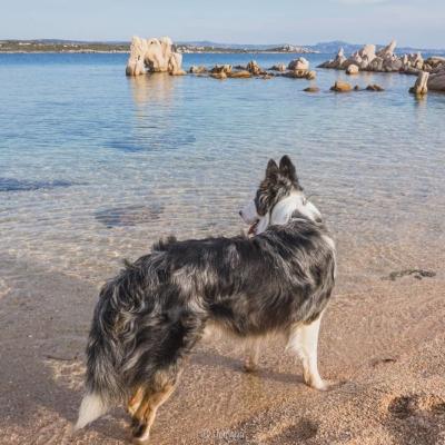 Plage pour chien, plages autorisées aux chiens