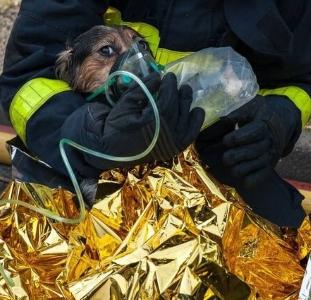 Pompier secours animalier sapeurs pompiers animaliers secouriste animalier canin felin nac 