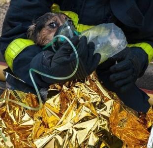 Pompier secours animalier, Sapeurs-pompiers animaliers