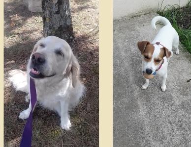 Promeneur de chien, Promenade canine, Canirando, Dog-walker