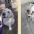 Promeneur de chien dog walker promenade de chien garde de chien pension canine
