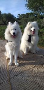 Promeneur de chien, Petites annonces dog-sitter dog-walker