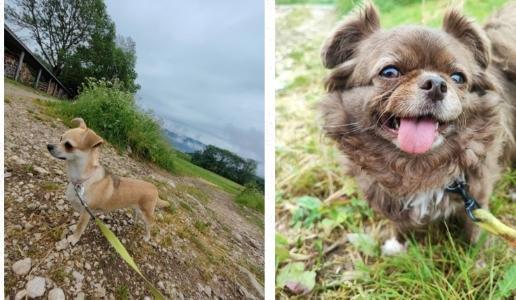 Promenade de chien, promeneur de chien, dog-walker