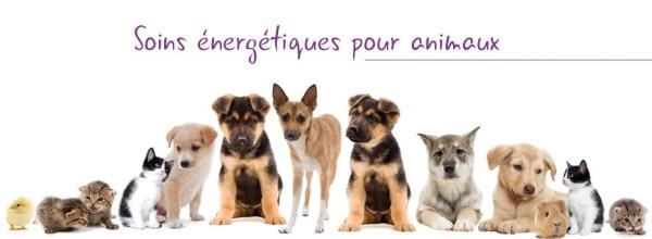 Reiki animalier angers soins energetiques animaliers cholet maine et loire 49