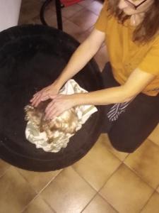 Reiki animalier angers soins energetiques animaliers cholet maine et loire 49