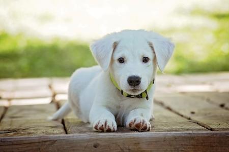 14 Dog training & Behaviorism - Lisieux Caen