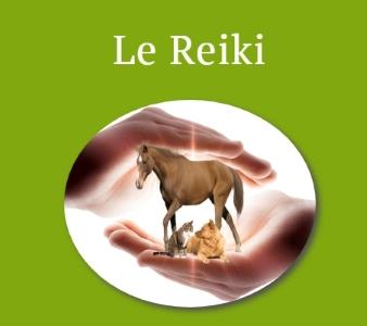 Reiki animalier lyon reiki canin felin equin rhone