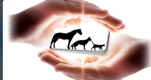 Reiki animalier lyon reiki canin felin equin rhone 69