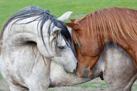 Reiki animalier marseille soins energetiques animaliers bouches du rhone 14