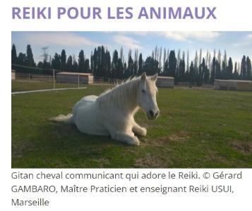Reiki animalier montpellier soins energetiques animaliers herault 35