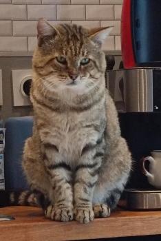 Reiki animalier, Formation reiki canin félin équin bovin