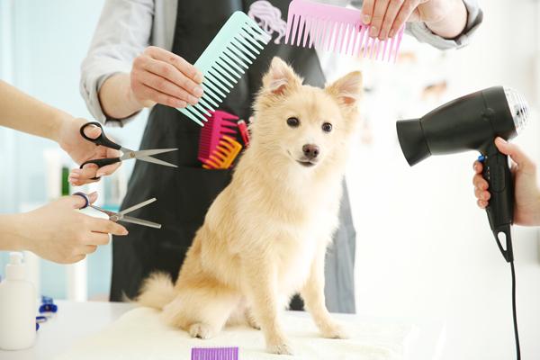 Salon de toilettage toiletteur chien chat france dom tom
