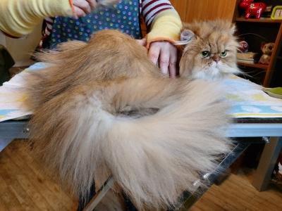 Grooming salon, canine balneotherapy, dog groomer