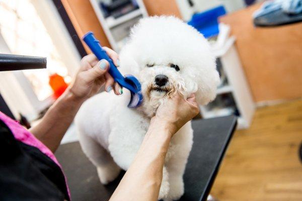 31 Salon de toilettage (chat, chien) - Toulouse