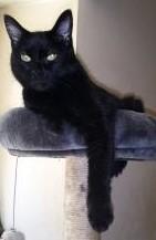 33 Animal Communication & Animal Reiki - Bordeaux