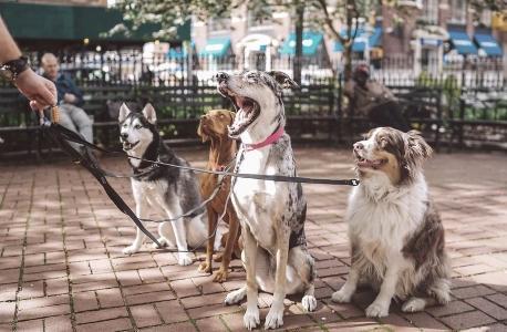 Home dog service, dog walking, pet sitter