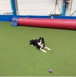 Agility chien Paris, Loisir canin Ile-de-France, Cani-rando