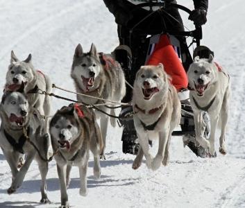 sled dog initiation, musher training, cani-kart