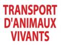 Taxi animalier ambulancier animalier transport chien chat 2