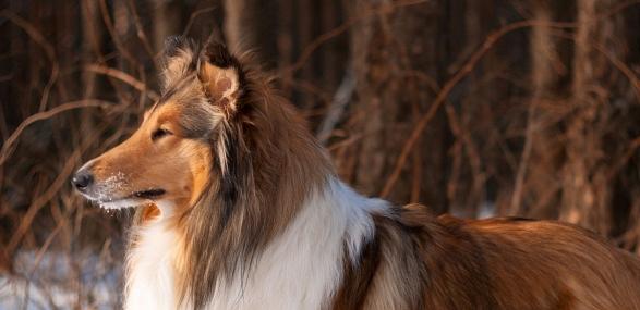 Taxi animalier cherbourg transport d animaux avranches manche 50 1