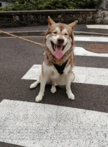 Taxi animalier cherbourg transport d animaux avranches manche