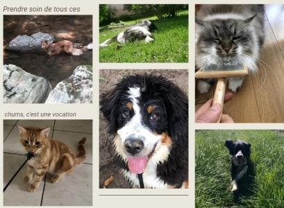 Taxi animalier colmar transport d animaux mulhouse transporteur chien chat nac haut rhin 68