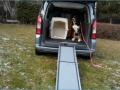 Taxi animalier dijon transport d animaux cote d or taxi chien chat nac