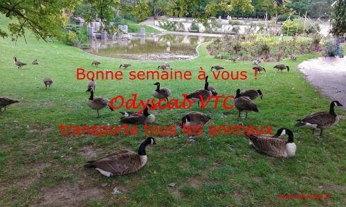 Taxi animalier lille transport d animaux chien chat nac nord 59 1