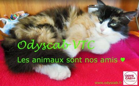 Taxi animalier lille transport d animaux chien chat nac nord 59
