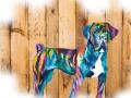 Taxi animalier longue distance transport d animaux chien chat nac tours indre et loire 37 france 