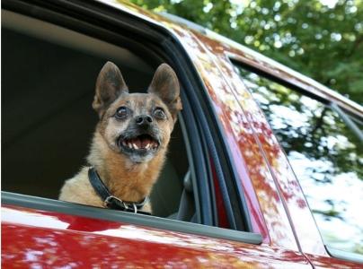 Taxi animalier lons le saunier transport d animaux chien chat jura 39